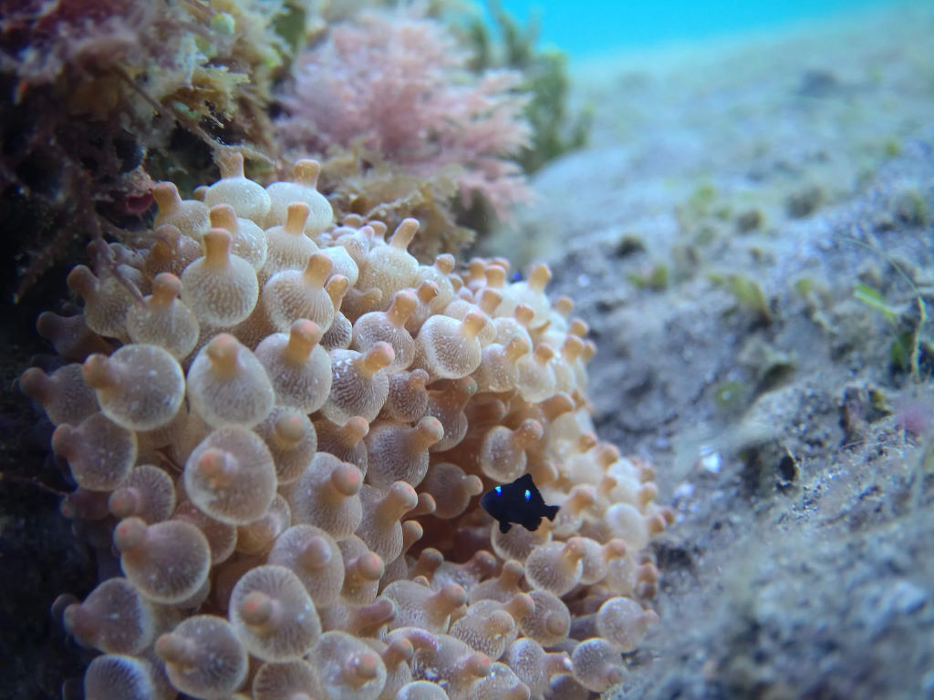 Macro Lens - Image 4